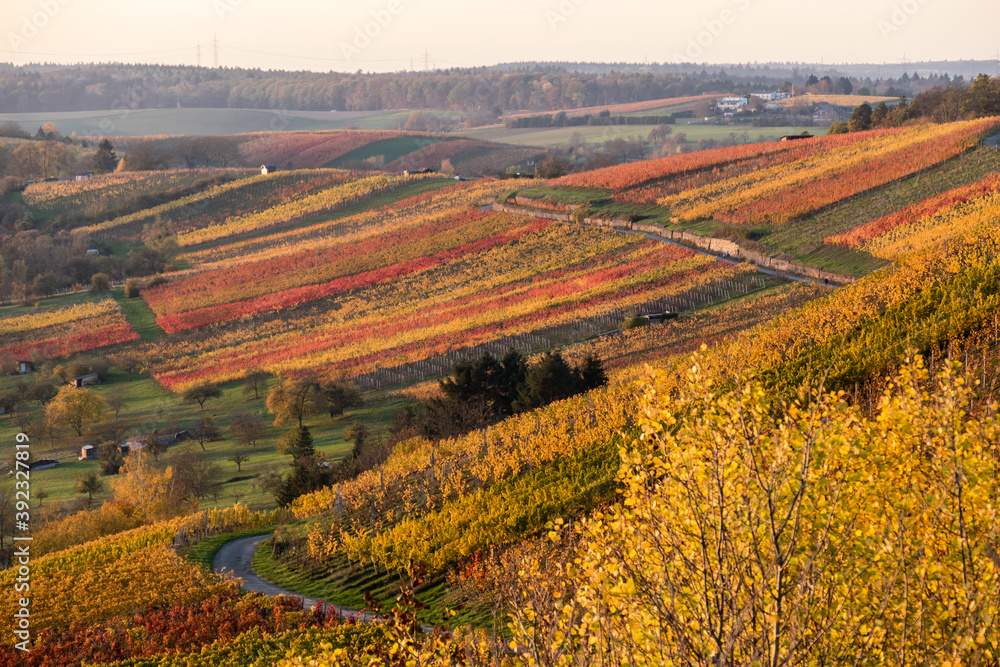 Weinberge im Herbst mit buntem Weinlaub