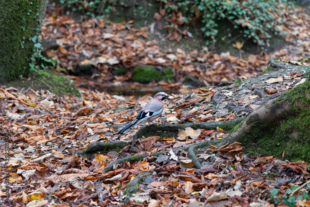 Fototapeta premium A Jay standing on the forest floor, having picked up a nut to eat