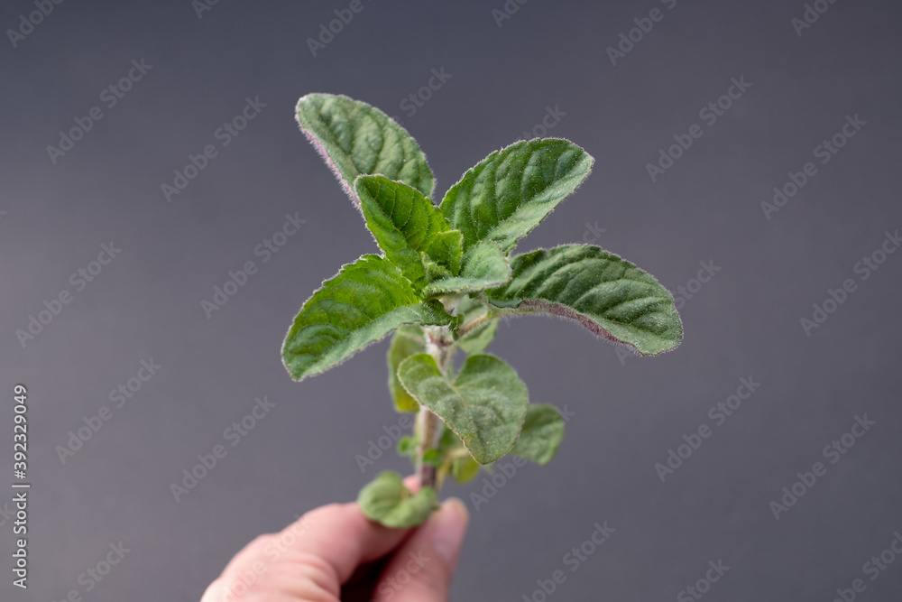 Peppermint leaves. Hand holding a green mint branch on dark gray background. Peppermint leaves. Hand holding a green mint branch on dark gray background.