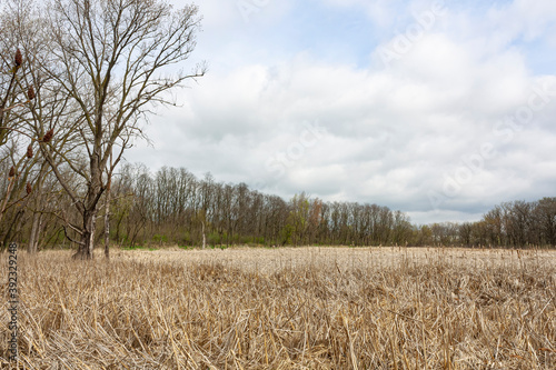 A view of a marsh on a cloudy day