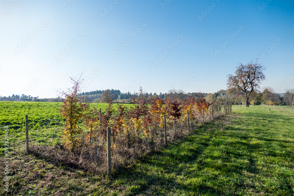 Baumgrundstück im Feld