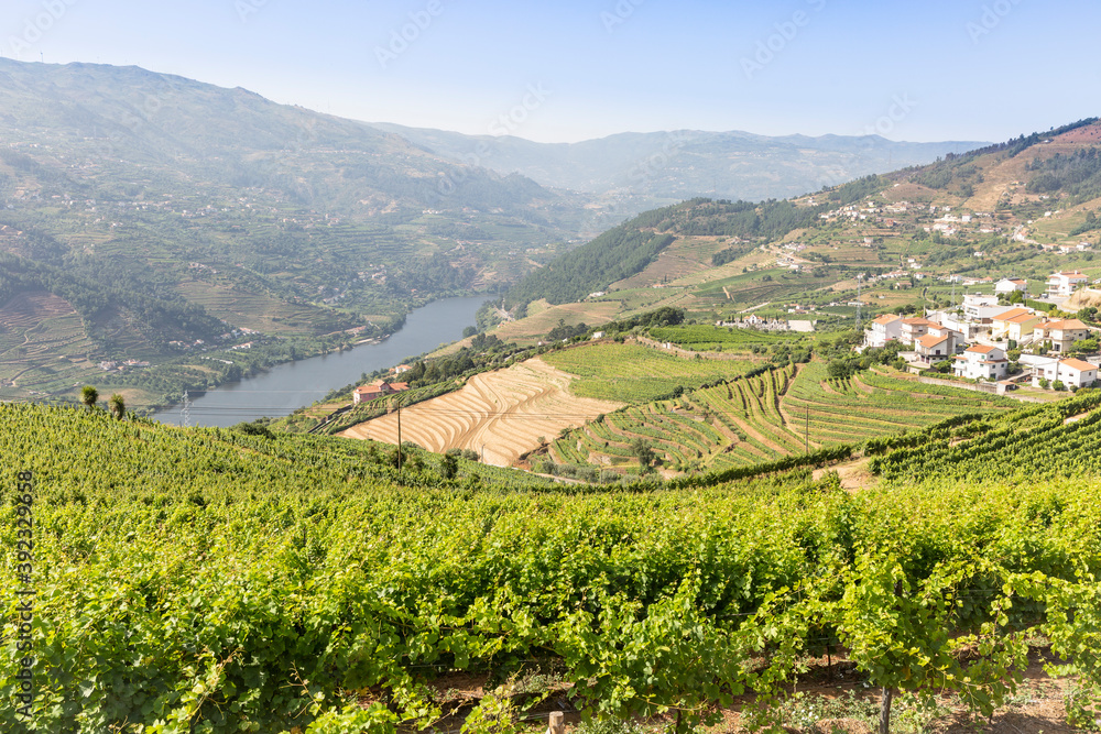 the vineyards of Douro Wine Region (DOC - Portuguese Quality Wine Scheme) on the slopes of Douro river next to Mesao Frio, district of Vila Real, Douro, Portugal