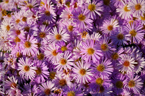 beautiful varietal chrysanthemums of purple rich color as a background
