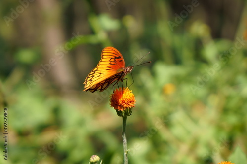 La mariposa y la flor anaranjada. 
