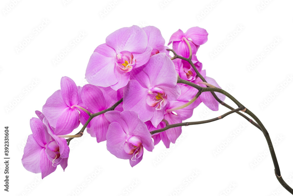 Obraz premium Blooming branch of Orchid flowers