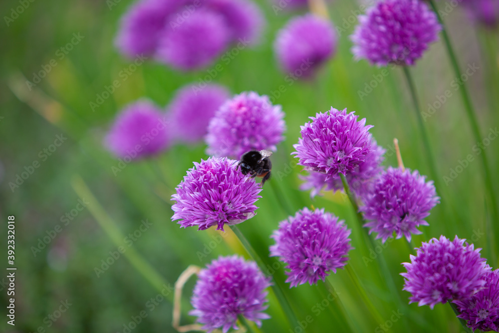 Summer Alliums