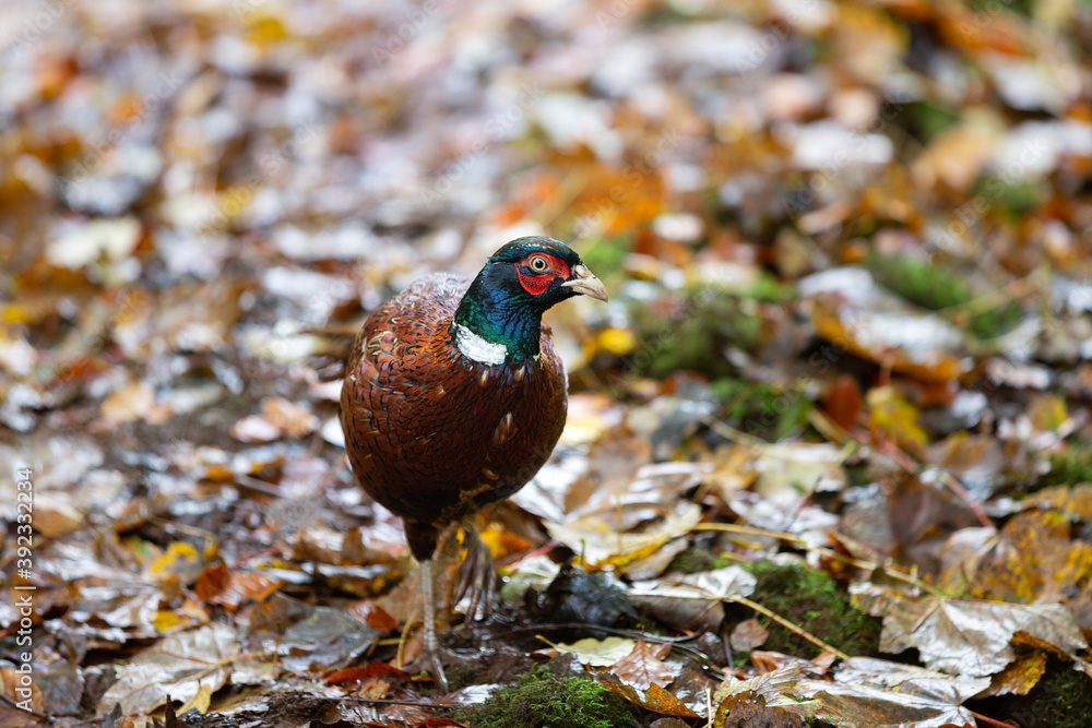 A portrait of a common pheasant walking through the woodland near Gifford in Scotland. A portrait of a common pheasant walking through the woodland near Gifford in Scotland.