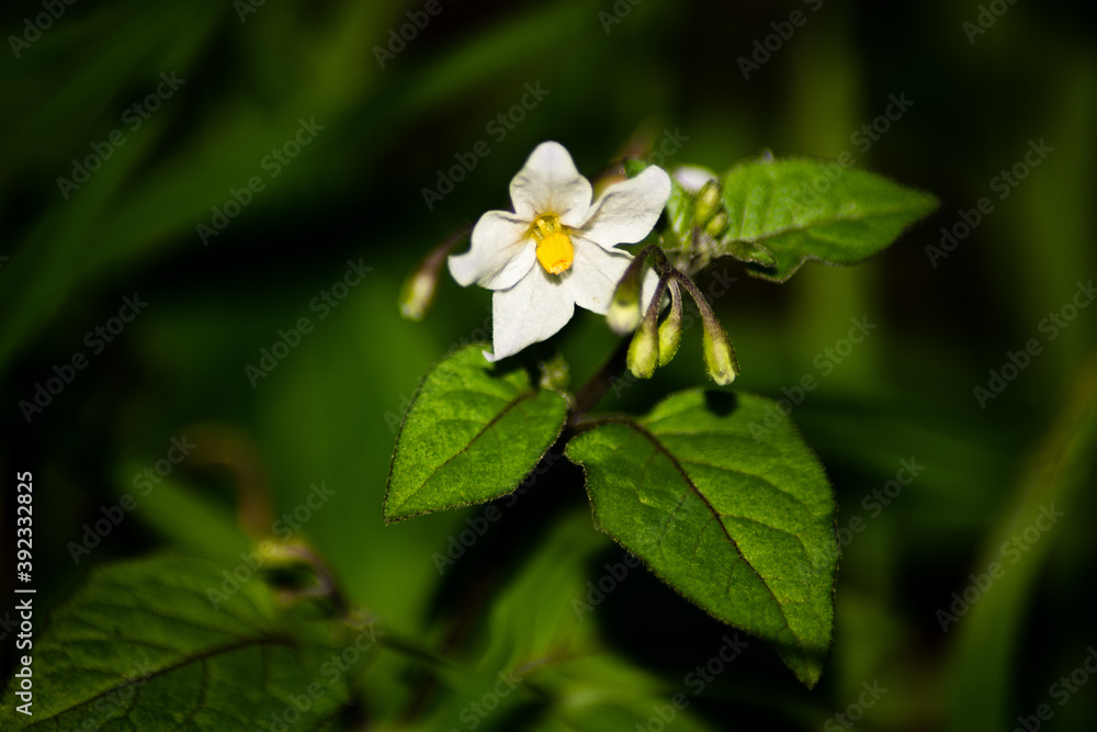 Fototapeta premium Fleur blanche