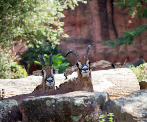 Two roan antelopes, Hippotragus equinus, is a savanna antelope found in West, Central, and Southern Africa photo