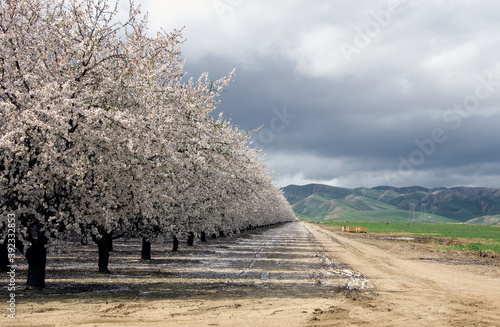 Almond orchard in bloom, winter, San Joaquin Valley, CA