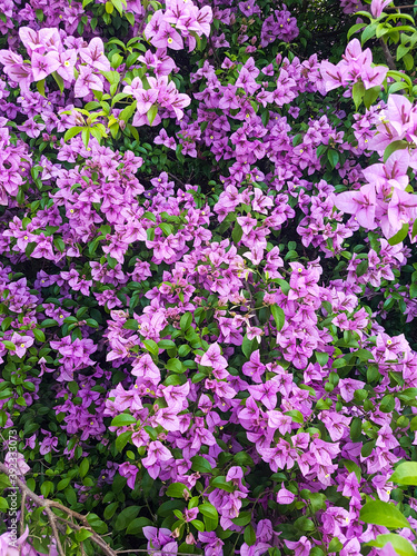 pink flowers in the garden