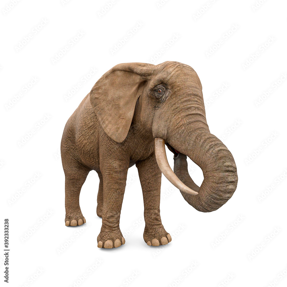 elephant is eating in white background