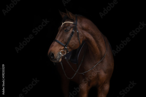Portrait of a horse on a black background 