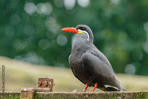 gray bird photo