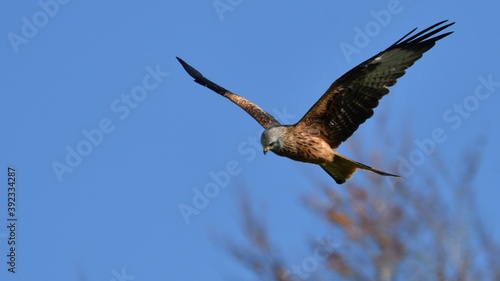 Red Kite, Oxfordshire