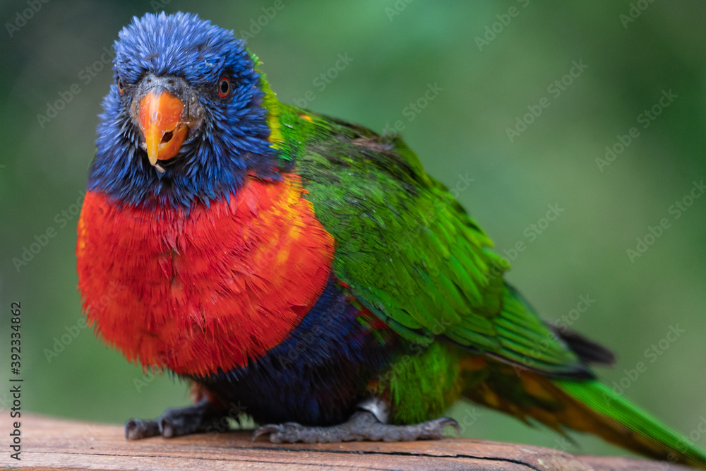 Portrait eines Papageis