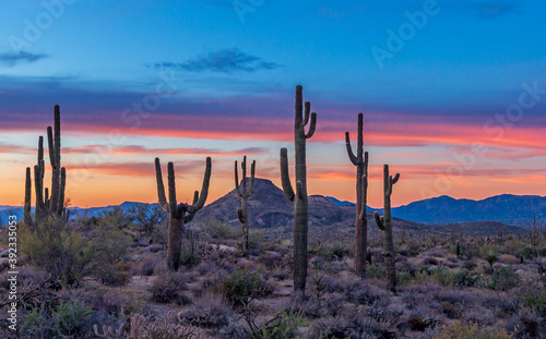 Stand of saguaro cactus at Sunset time © Ray Redstone