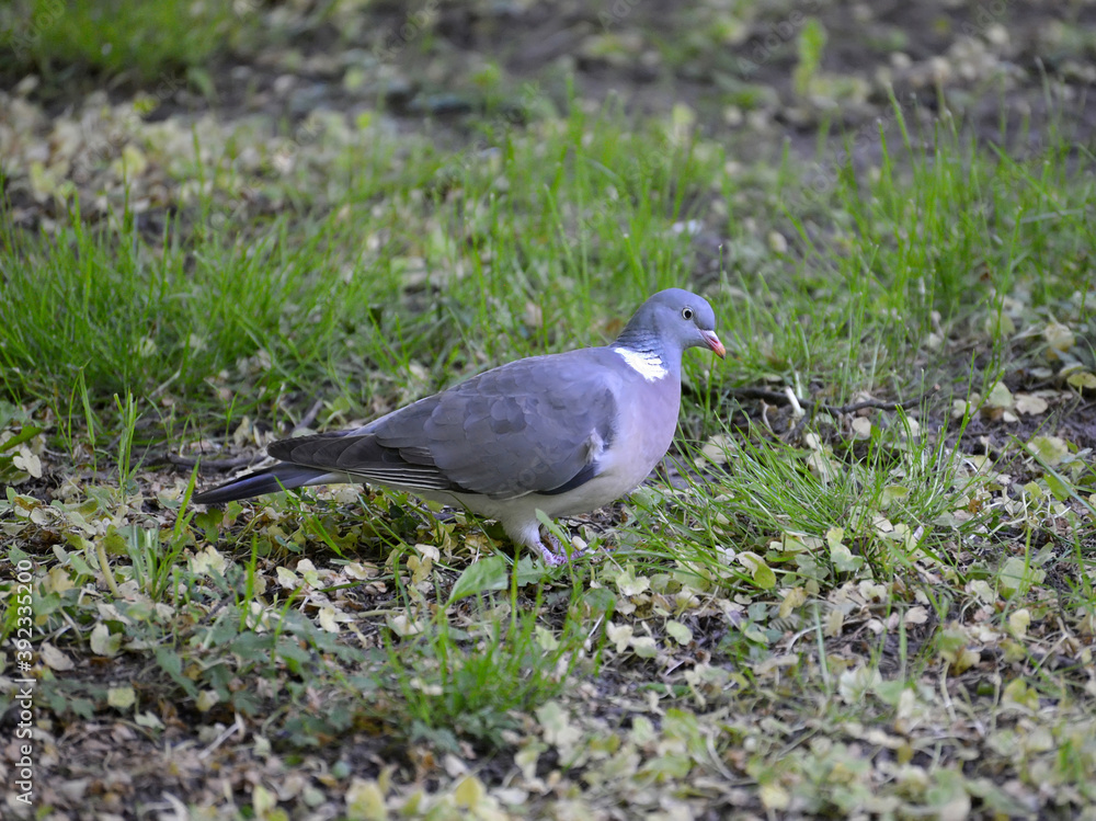 Fototapeta premium Wild forest dove (Columba palumbus Linnaeus) walks along the grass