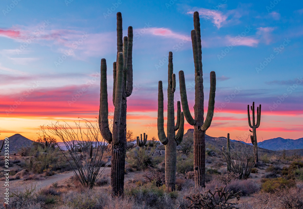 Stand of saguaro cactus at Sunset time near Phoenix - obrazy, fototapety, plakaty 
