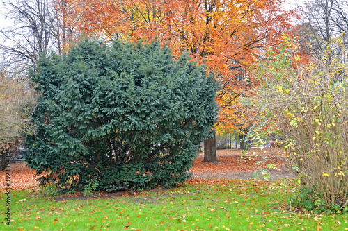 Berry yew (Taxus baccata L.) in autumn park photo