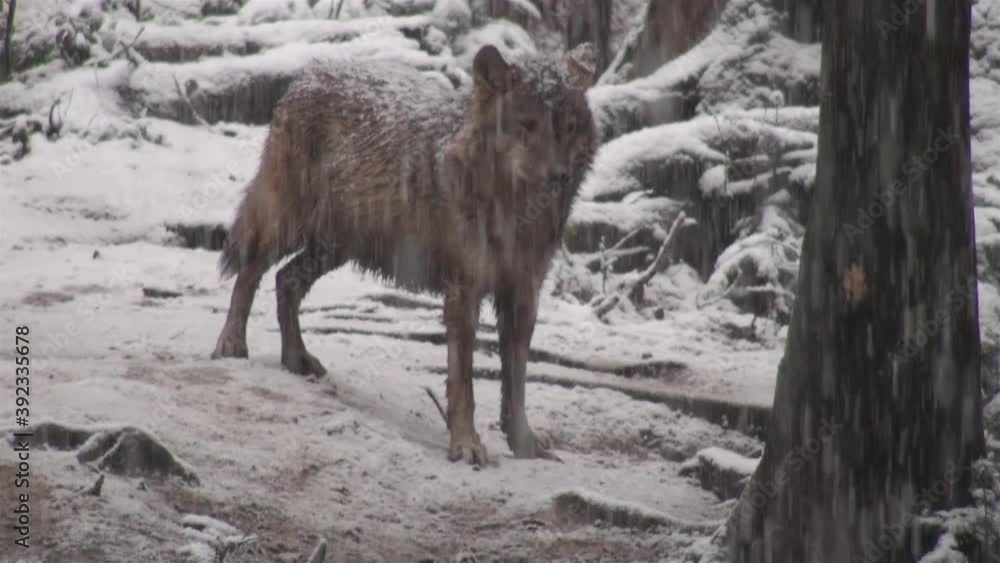 Wolves in winter, herd behavior in the snowy forest on the sleet, on frost when they become tense,cleaned up with video denoise. Wolves in winter, herd behavior in the snowy forest on the sleet, on frost when they become tense,cleaned up with video denoise.