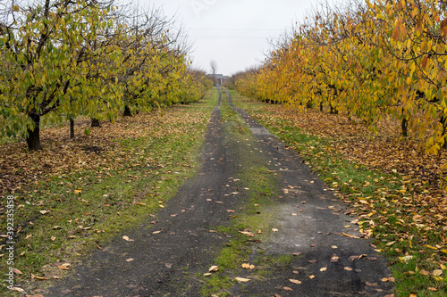 landscape with ground road through apple orchard