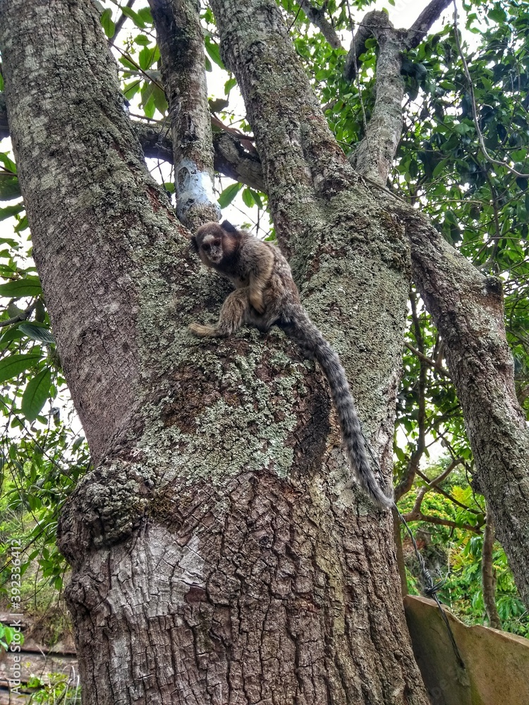 Obraz premium Monkeys at tree - Marmoset - Chapada Diamantina, Bahia, Brazil The marmosets, also known as zaris or saguis, are twenty-two New World monkey species of the genera Callithrix, Cebuella and Mico