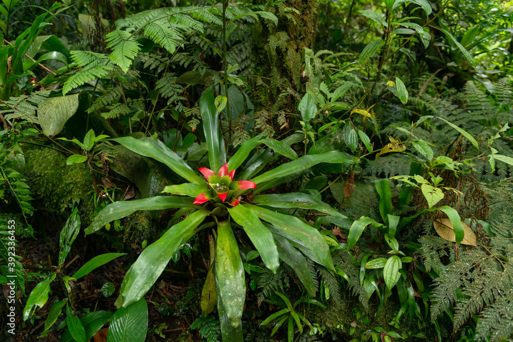 Bromélia da floresta Atlântica, Paraná Brasil Bromélia da floresta Atlântica, Paraná Brasil