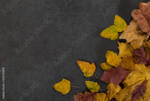 Autumn yellow, orange, brown leaves on a dark background top view copy space