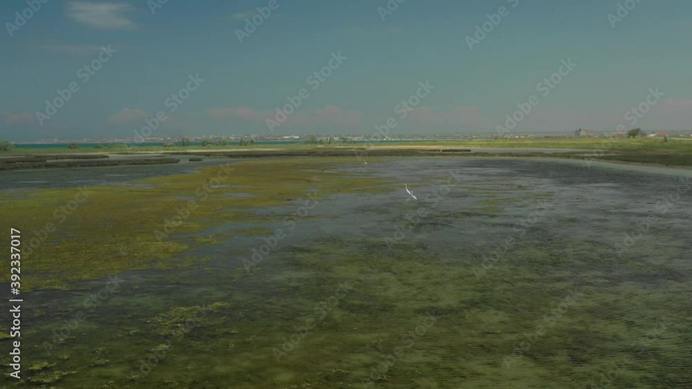Aerial view in 4K. Fly over the water and White birds Aerial view in 4K. Fly over the water and White birds