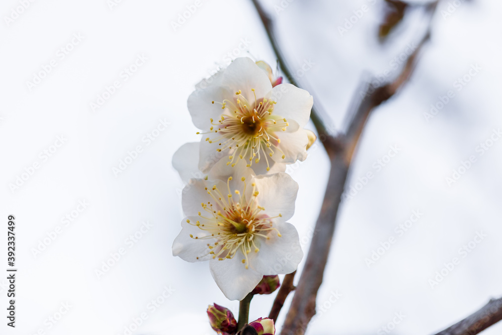 早春の梅林に咲く梅の花