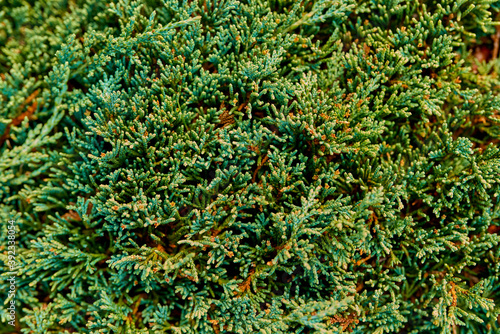 Green branches of juniper for the background. Selective focus
