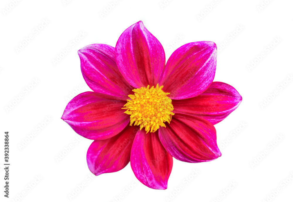 pink flower isolated on white pink flower isolated on white