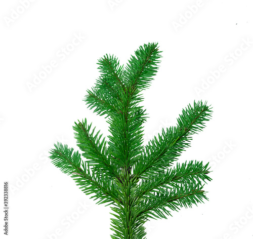 A bright green fir evergreen branch isolated on white background
