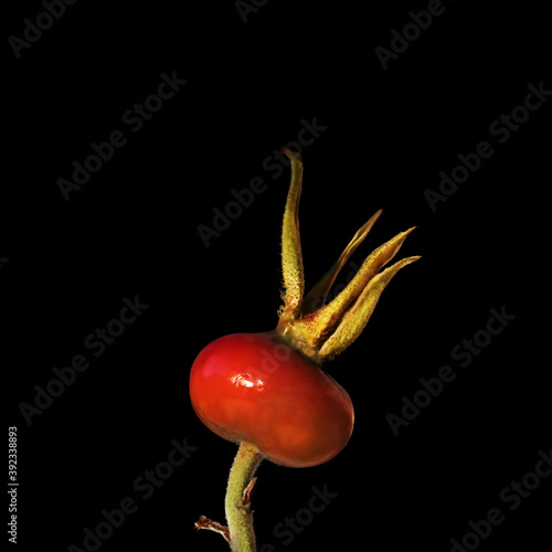 A bright wild rose fruit isolated on black
