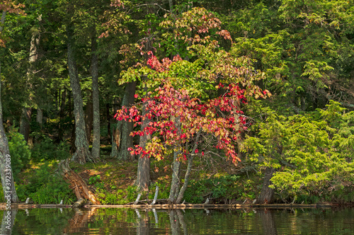 Colorful Tree on the Water s Edge