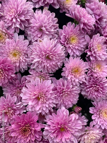 pink chrysanthemum flowers