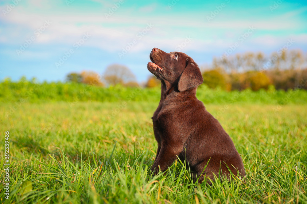 Junger brauner Labrador Welpe auf einer Wiese Junger brauner Labrador Welpe auf einer Wiese
