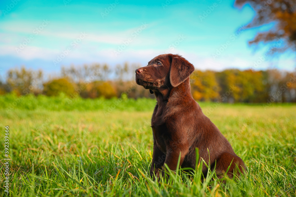 Junger brauner Labrador Welpe auf einer Wiese