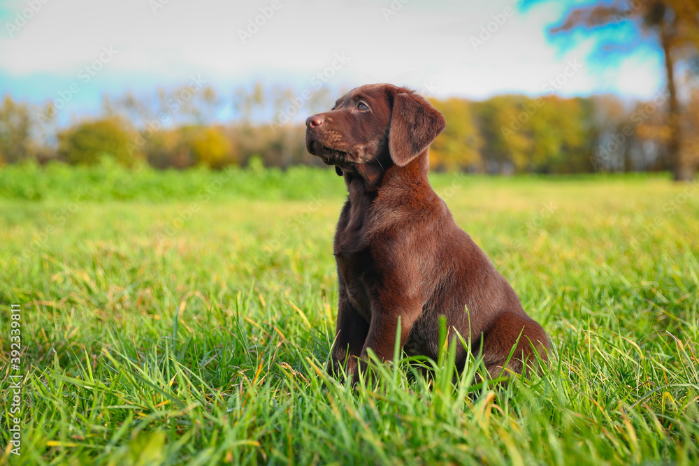 Junger brauner Labrador Welpe auf einer Wiese