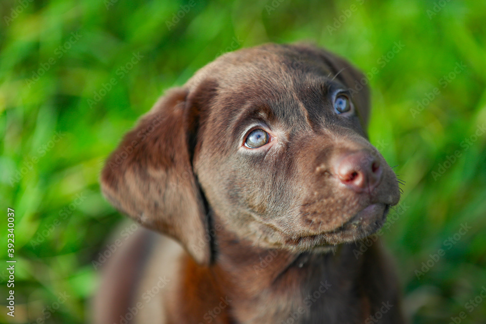 Junger brauner Labrador Welpe schaut nach oben Junger brauner Labrador Welpe schaut nach oben