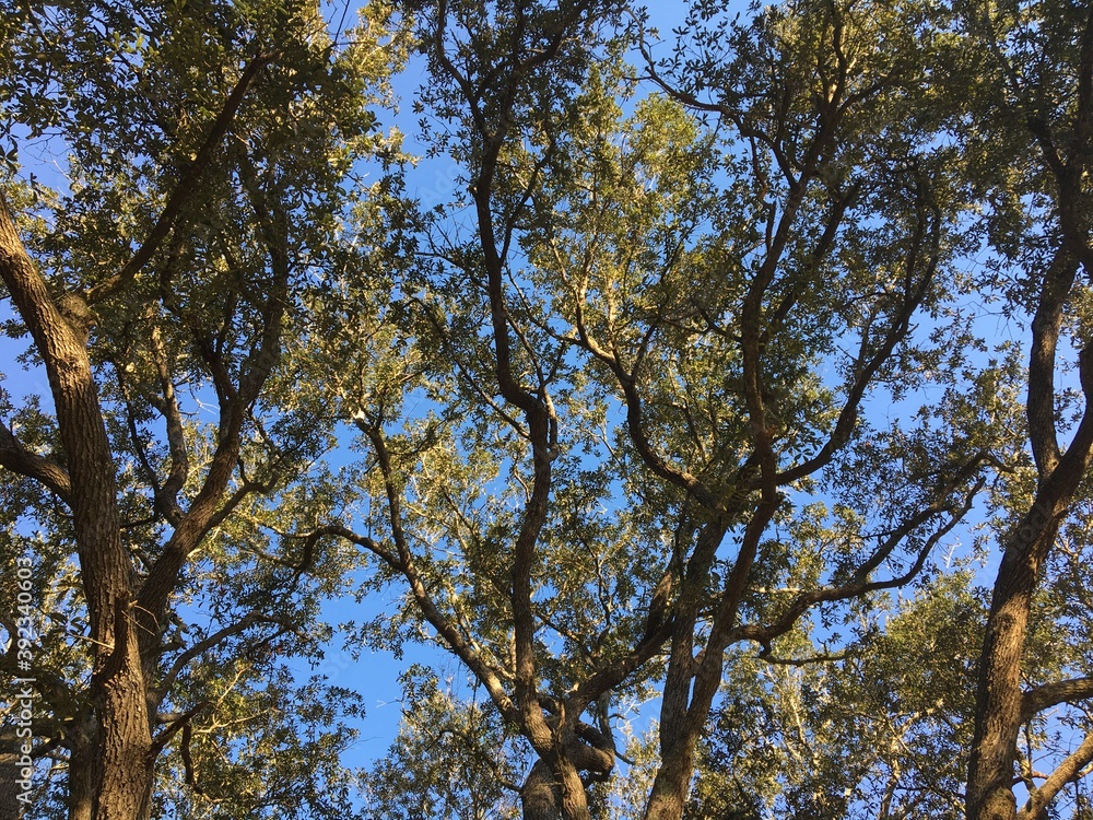 Obraz premium trees and sky