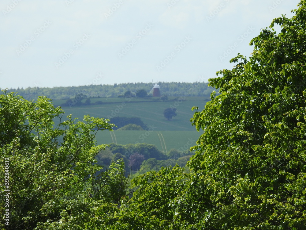 Canopy of trees close up and a distant view of the rural landscape