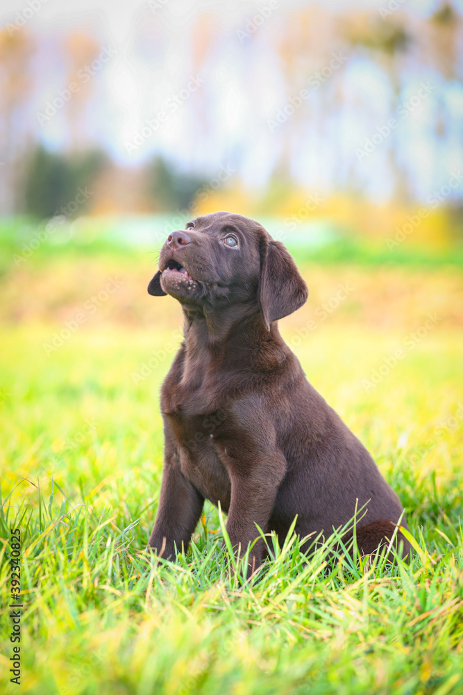 Junger brauner Labrador Welpe auf einer Wiese Junger brauner Labrador Welpe auf einer Wiese