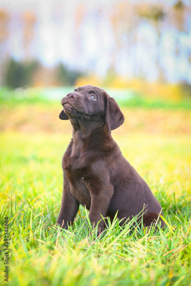 Junger brauner Labrador Welpe auf einer Wiese Junger brauner Labrador Welpe auf einer Wiese