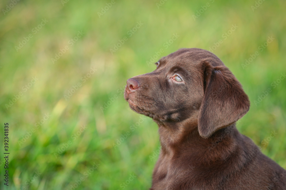 Junger brauner Labrador Welpe auf einer Wiese Junger brauner Labrador Welpe auf einer Wiese