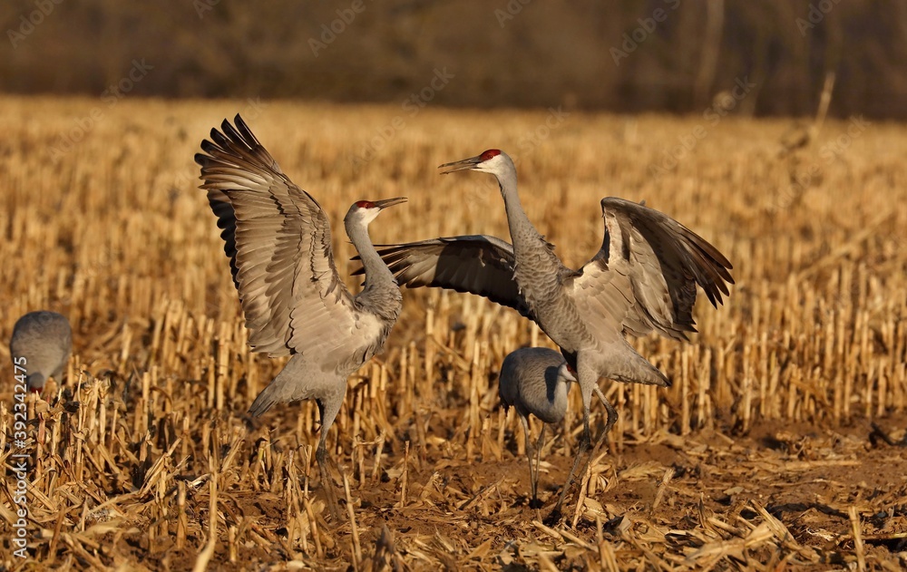 Naklejka premium Sandhill crane in wet meadow.Natural scene from Wisconsin.