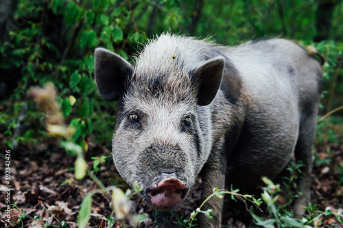 wild boar pig pig animals in the woods