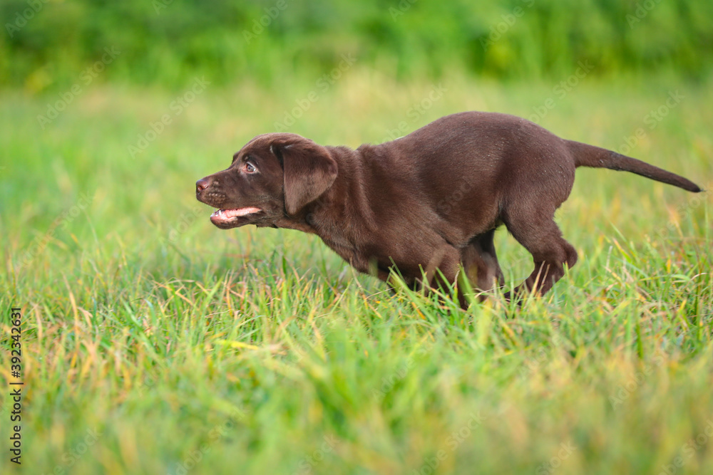 Junger brauner Labrador Welpe auf einer Wiese Junger brauner Labrador Welpe auf einer Wiese