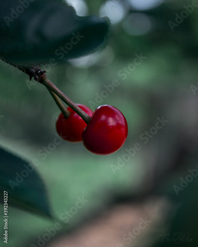 cherries on the tree
